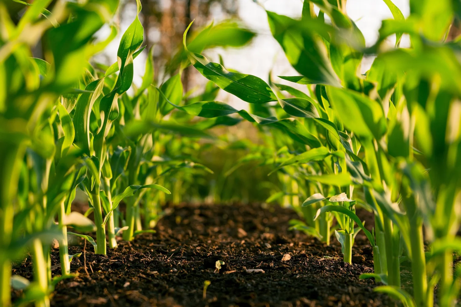 Rows of young corn