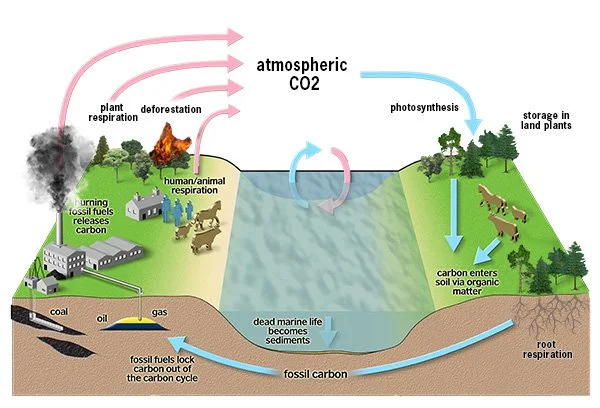 Illustration of the carbon cycle between air, plants and soil