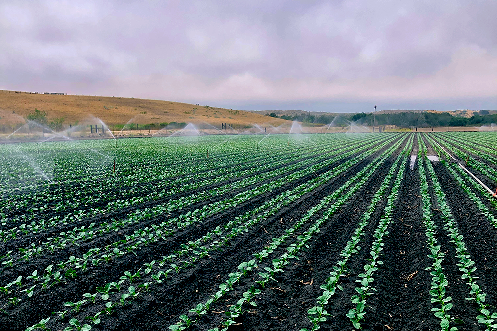 A healthy, uniform field of Urth-treated crops