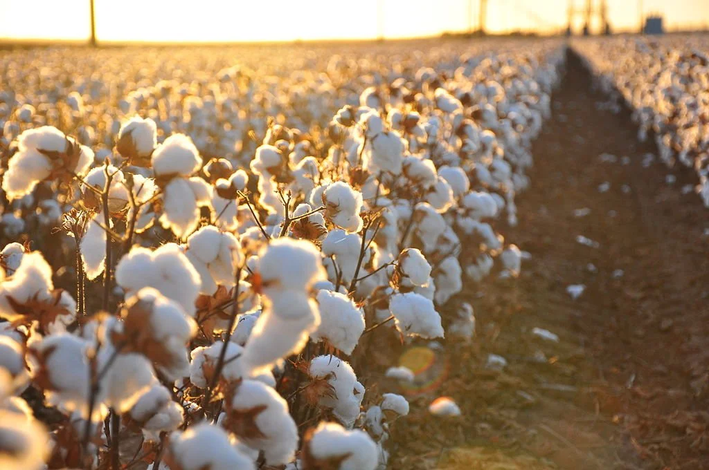 A cotton field ready for harvest