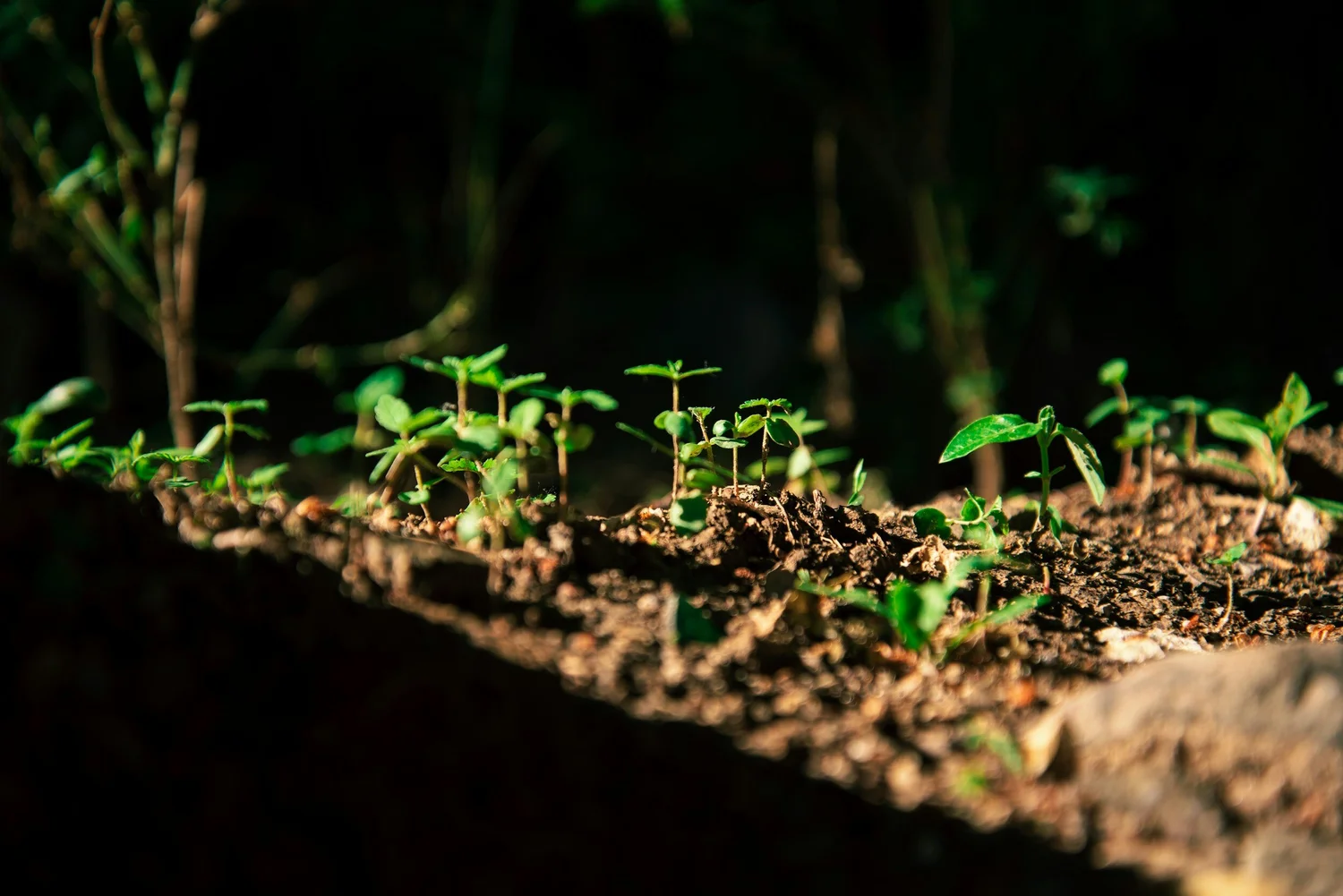Young plants in biologically active soil