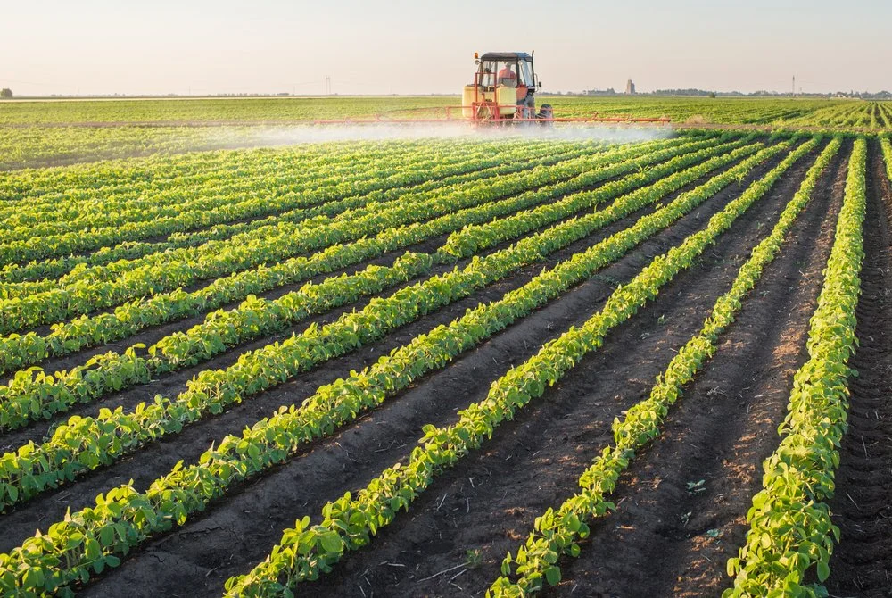Rows of crops being cultivated