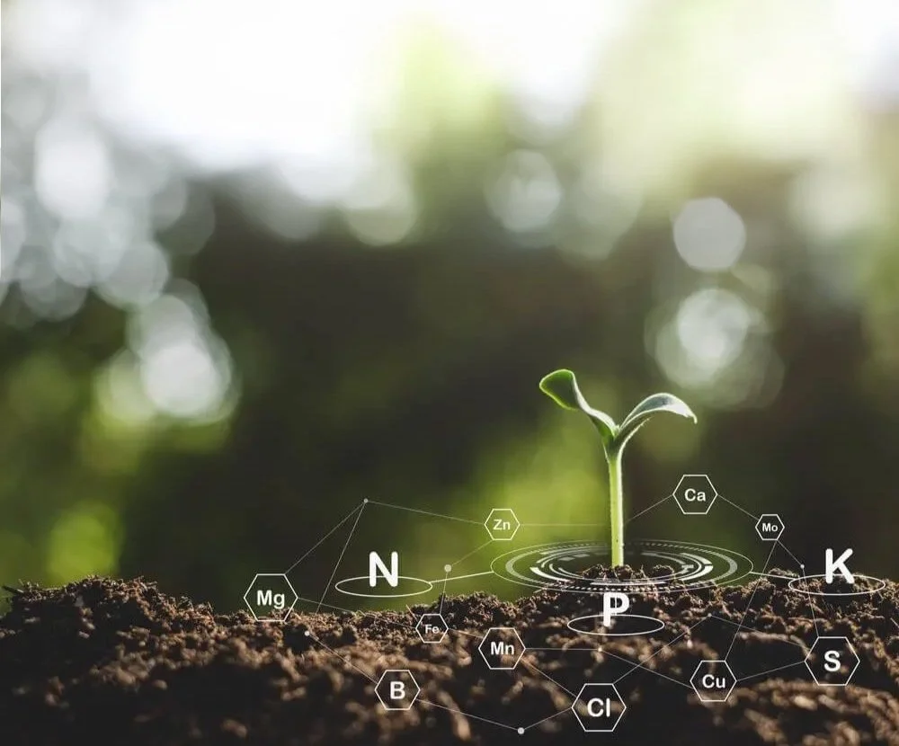 A seedling drawing nutrients from the soil