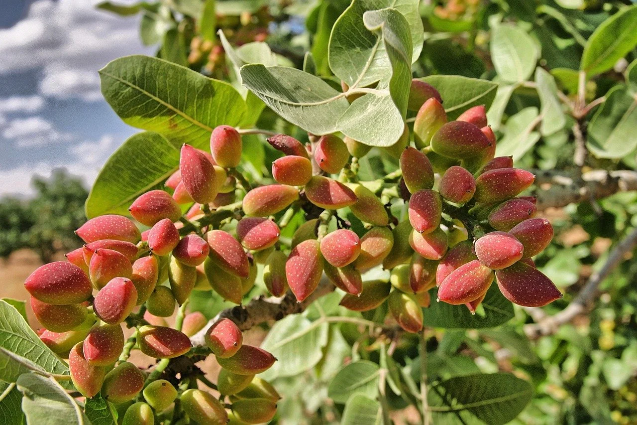 Pistachios ripening on the tree
