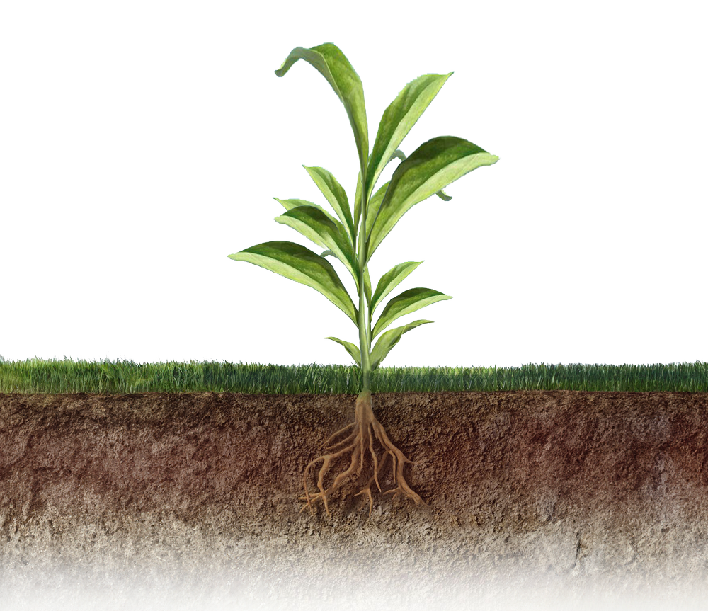 Illustration of a seedling with a strong root system