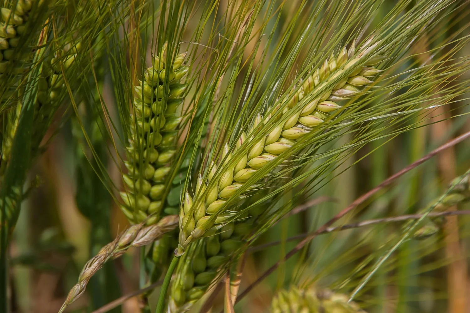 Wheat ready for harvest