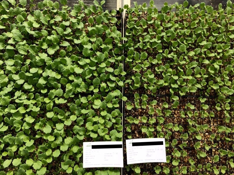 Broccoli starts with Urth-treated roots