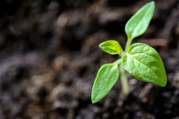 A young transplant in healthy soil
