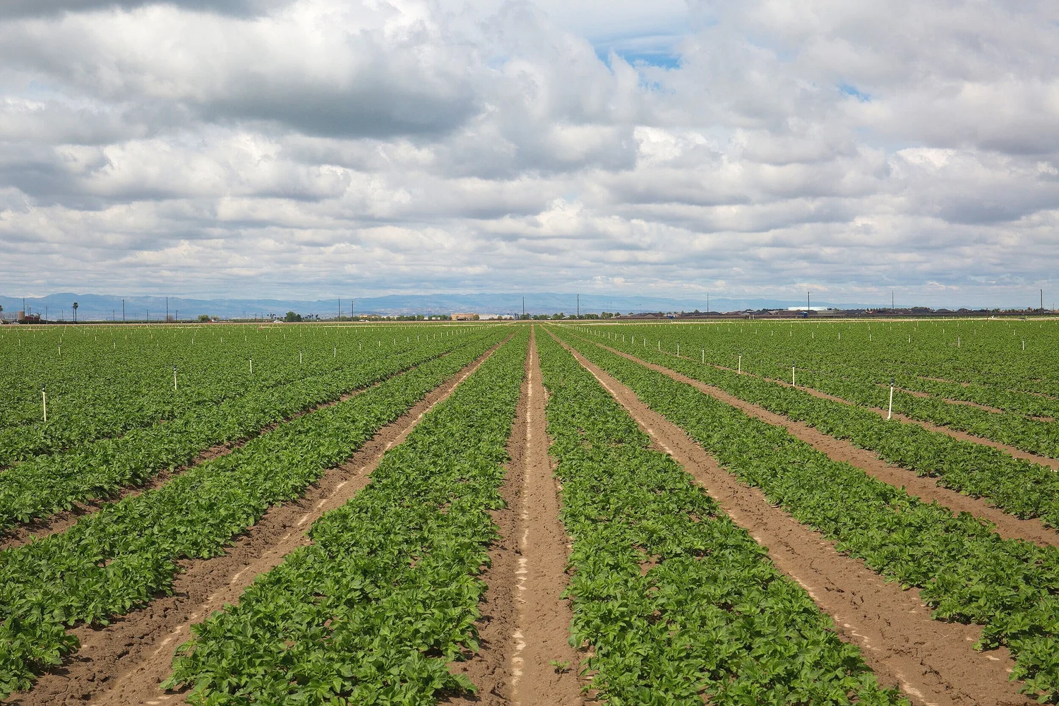 A healthy crop field