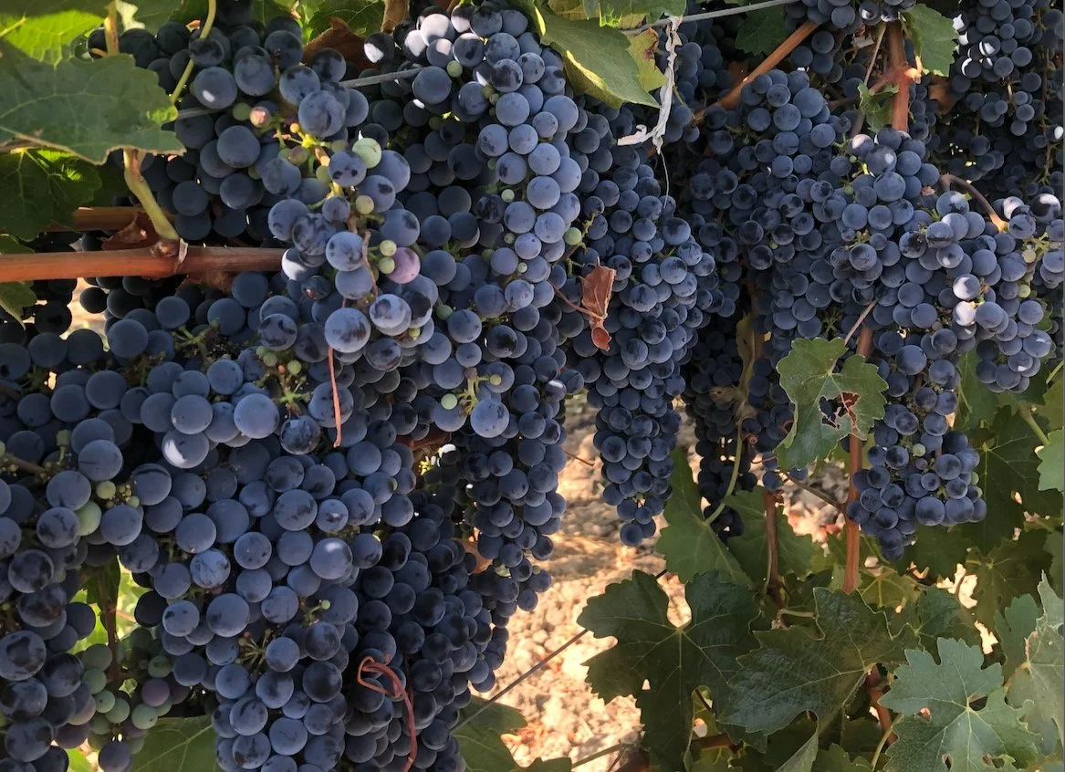 Healthy wine grape clusters