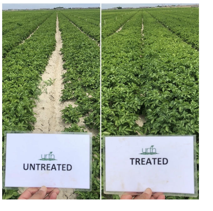 Untreated and Urth-treated crop rows side by side