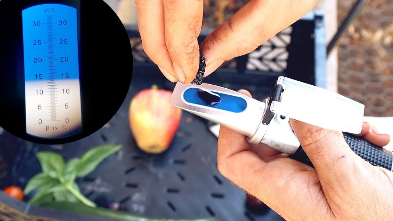 Reading plant sap on a refractometer