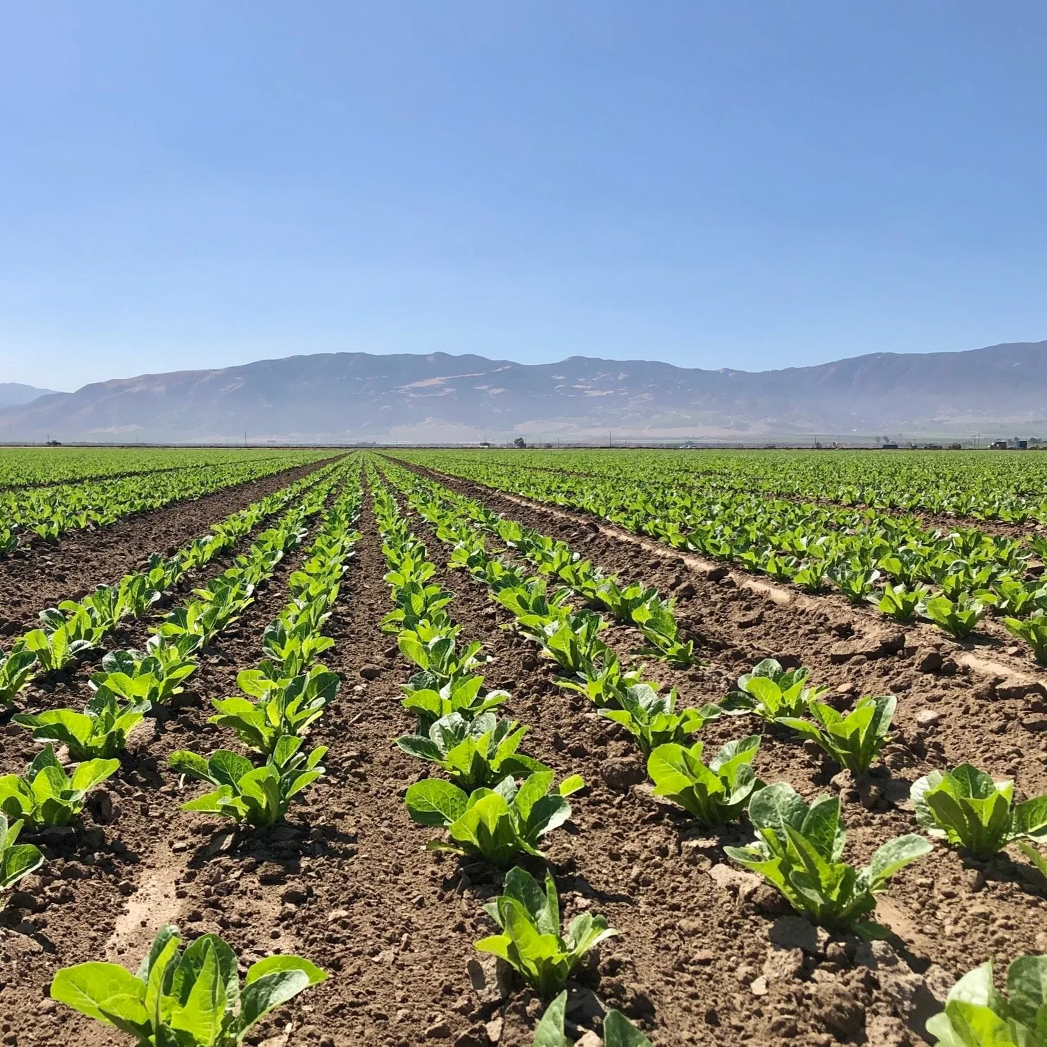 Young crop rows in well-structured soil