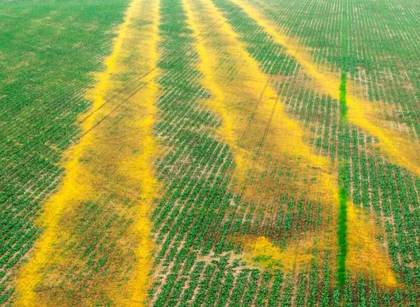 A soybean field showing fertilizer burn