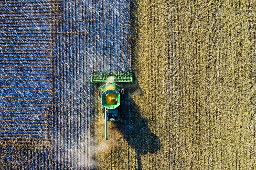 Rows of healthy crops from above