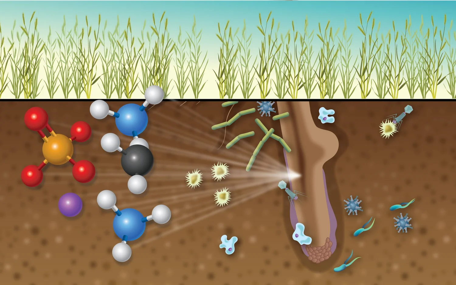 Illustration of the plant microbiome around a root system