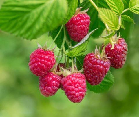 Ripe raspberries on the cane