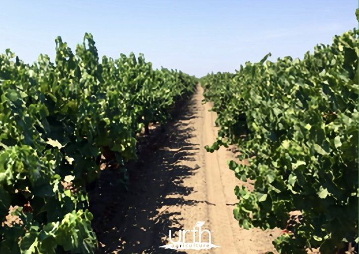 Conventional wine grapes, treated