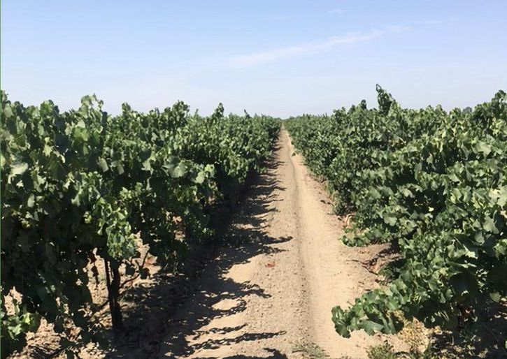 Conventional wine grapes, untreated